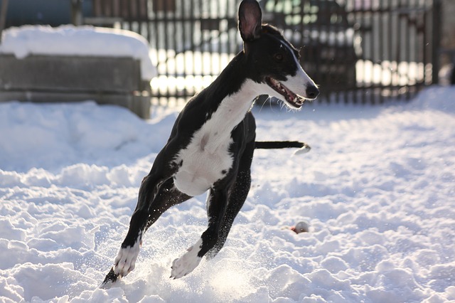 greyhound, race, snow