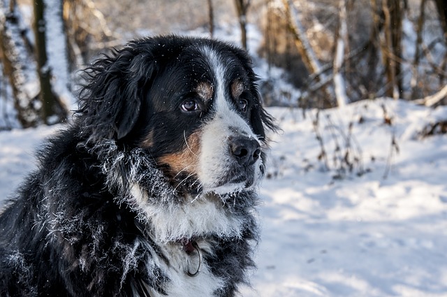 bernese mountain dog, berner sennen, switzerland