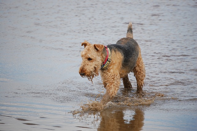 airedale, terrier, playing