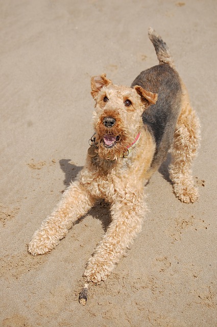 airedale, terrier, happy
