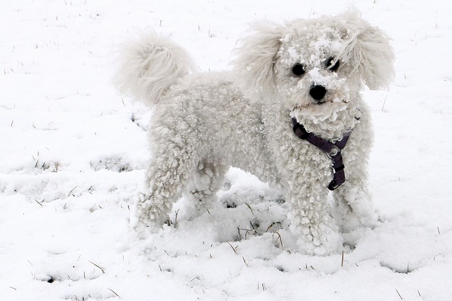 animal, dog, snow