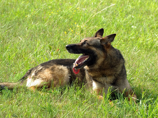 german shepherd, dog, animal
