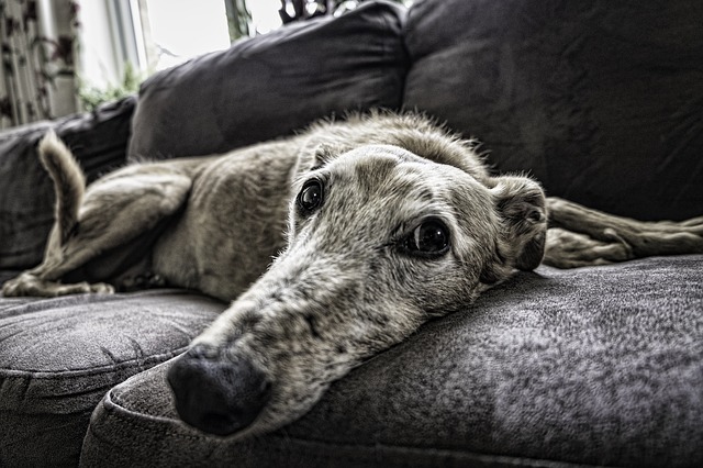 dog, sofa, rest